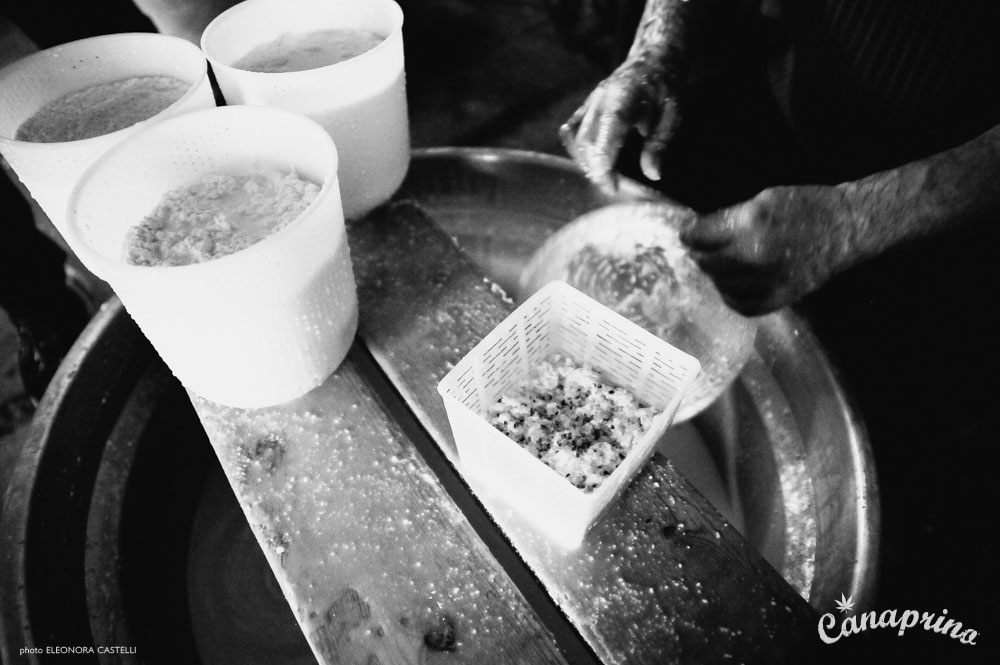 Canaprino is the new italian cheese by Maximum Hemp. Moments of creation: the shepherd makes the Canaprino. Photo: Eleonora Castelli
