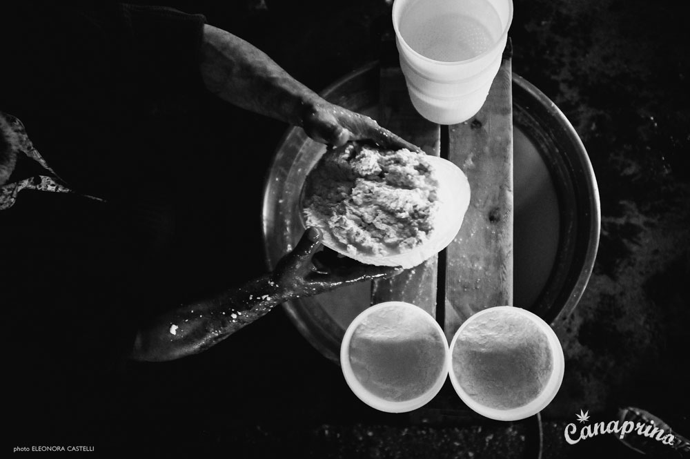 Canaprino is the new italian cheese by Maximum Hemp. Moments of creation: curd breaking. Photo: Eleonora Castelli