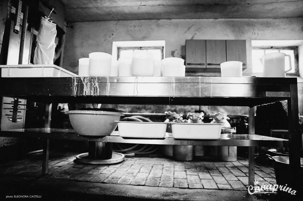 Canaprino is the new italian cheese by Maximum Hemp. Moments of creation: the vintage location. Photo: Eleonora Castelli