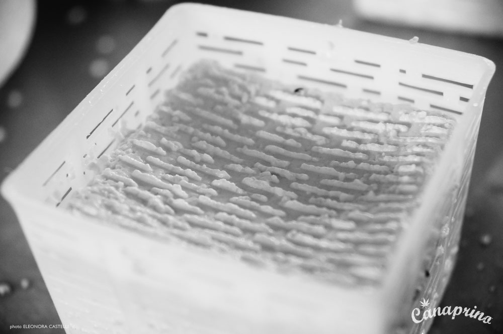 Canaprino is the new italian cheese by Maximum Hemp. Moments of creation: Canaprino in its box. Photo: Eleonora Castelli