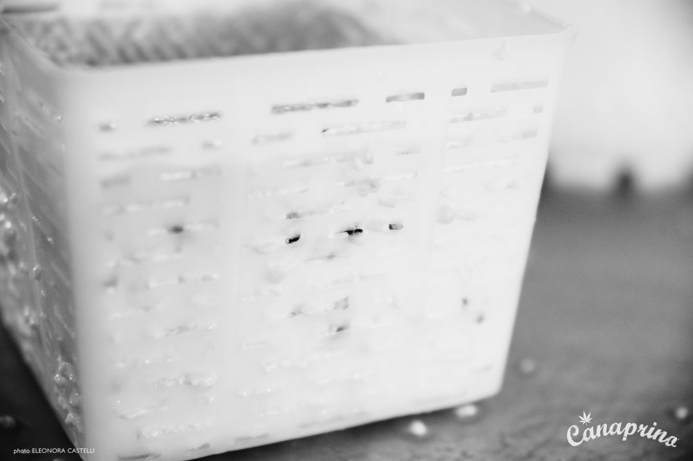 Canaprino is the new italian cheese by Maximum Hemp. Moments of creation: box detail. Photo: Eleonora Castelli