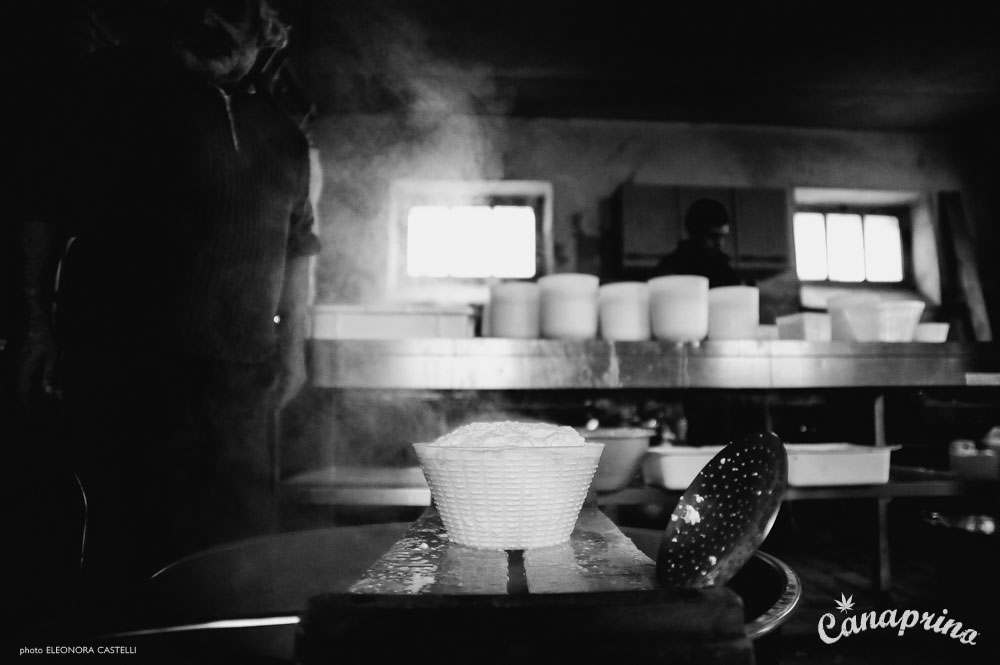 Canaprino is the new italian cheese by Maximum Hemp. Moments of creation: the cheese is ready. Photo: Eleonora Castelli