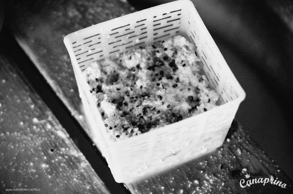 Canaprino is the new italian cheese by Maximum Hemp. Moments of creation: Canaprino detail. Photo: Eleonora Castelli