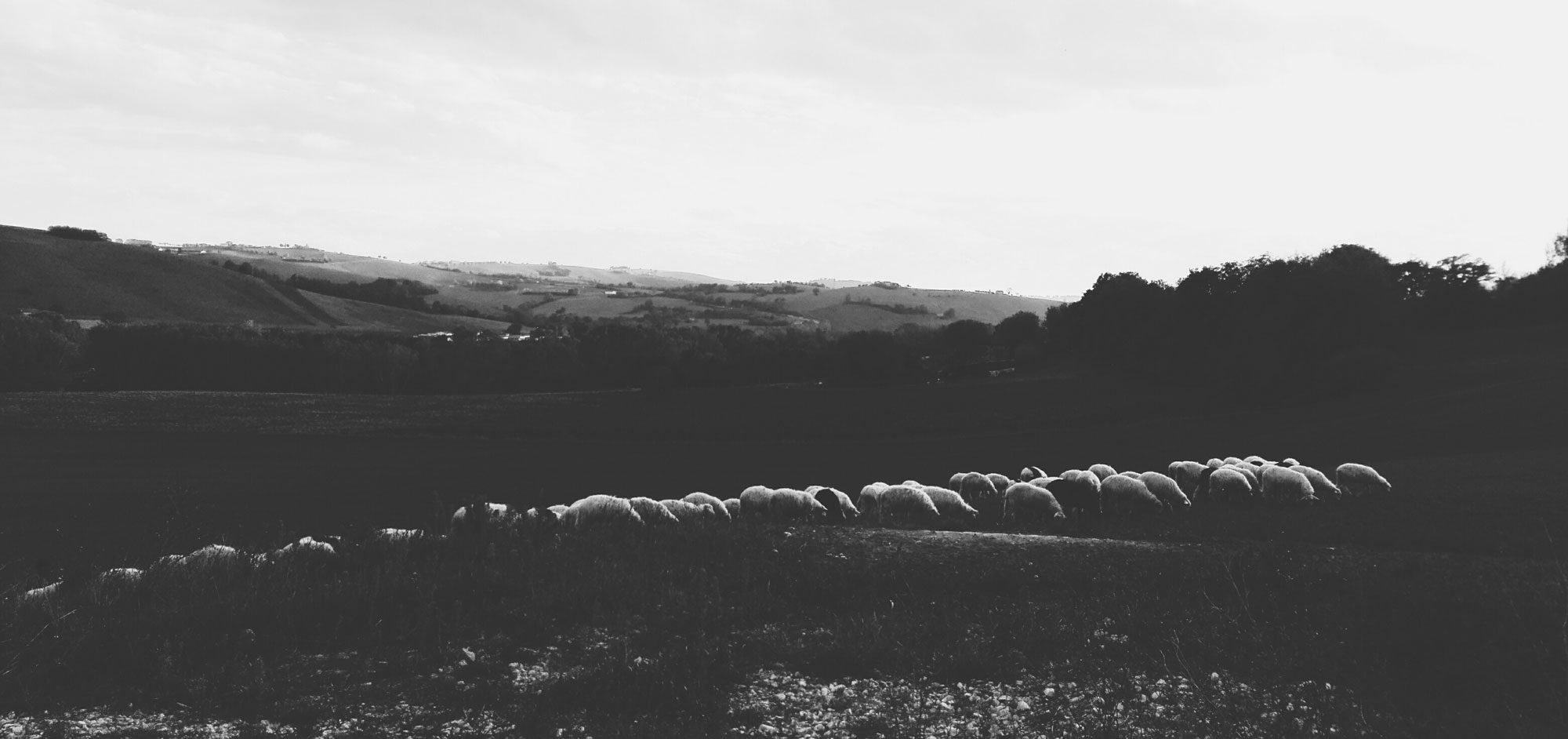 Canaprino - Sheep on field - Marche Italy